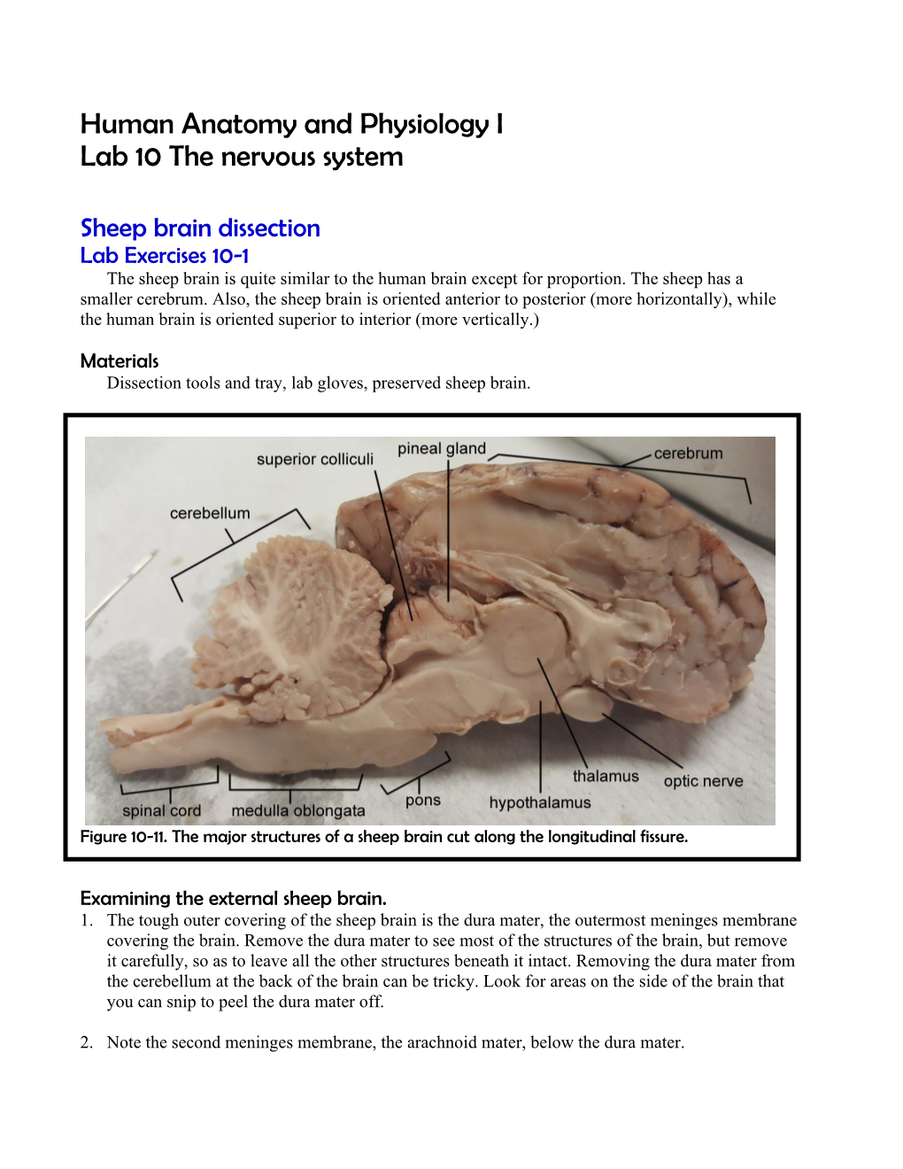 Human Anatomy and Physiology I Lab 10 the Nervous System