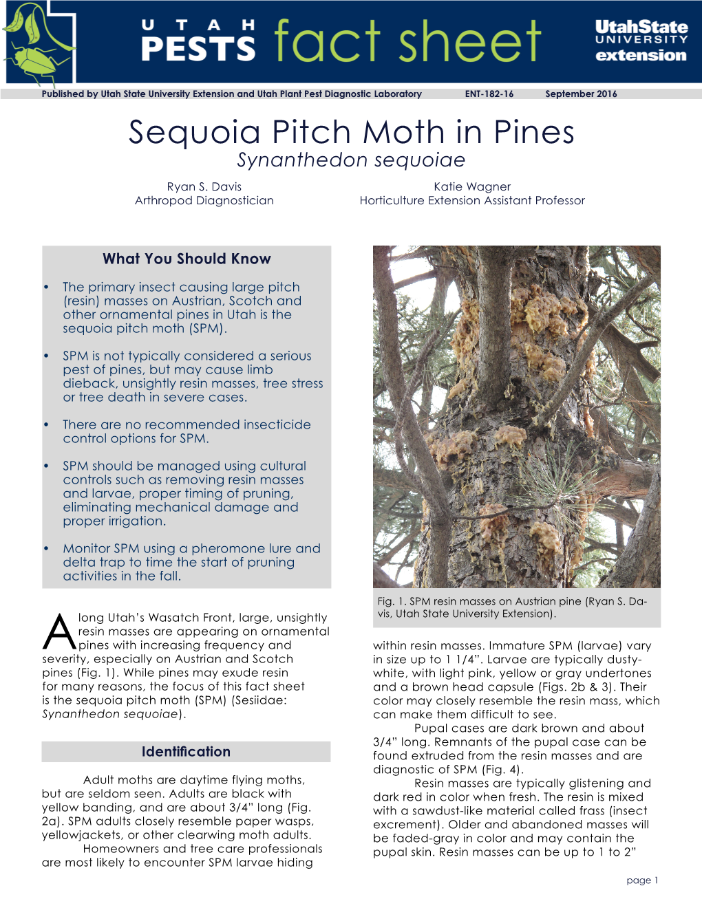 Sequoia Pitch Moth in Pines Synanthedon Sequoiae Ryan S