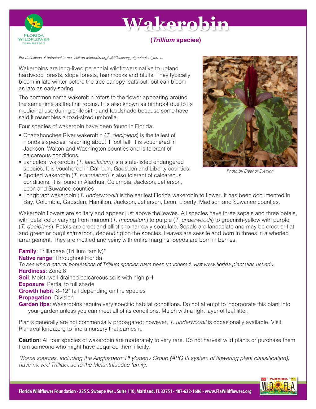 Wakerobin (Trillium Species)