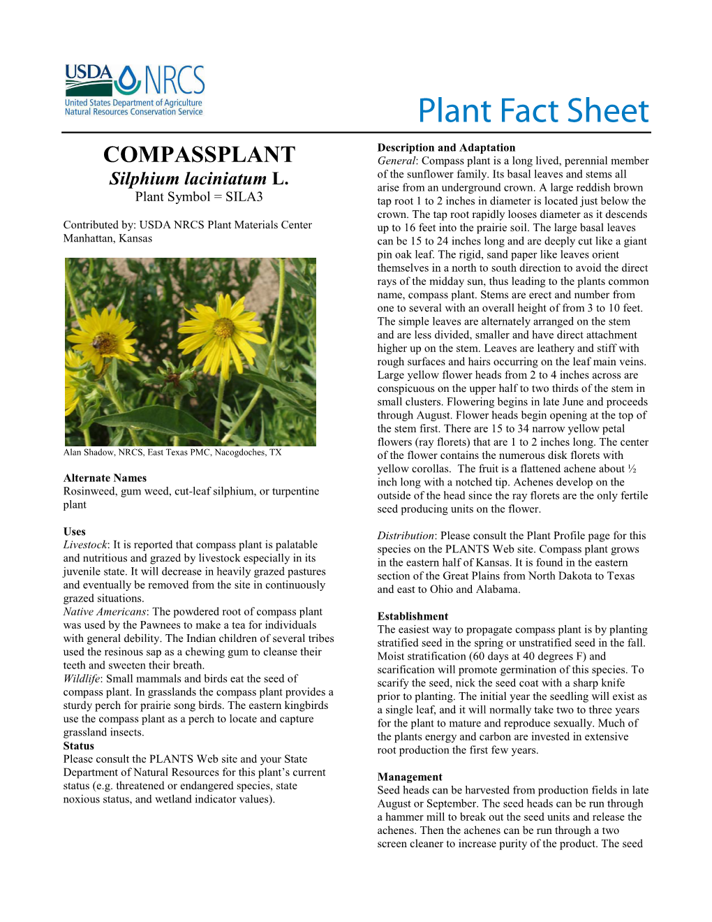 Plant Fact Sheet: Compass Plant