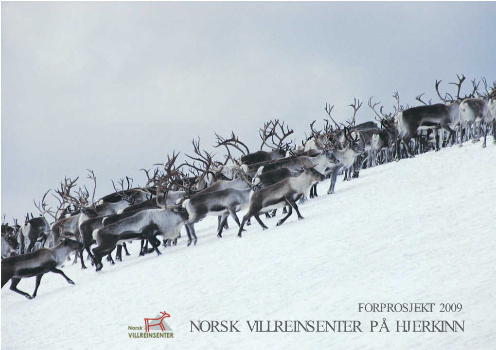 Norsk Villreinsenter På Hjerkinn Ble Det Konkludert Ledelse Av Forsvarsbygg