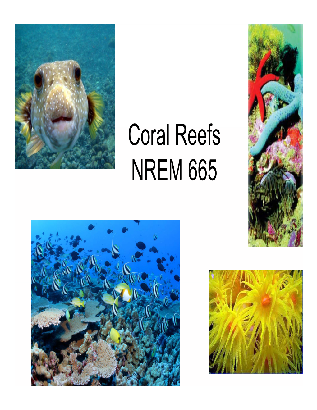 I. Coral Reef (CR) Formation & Development