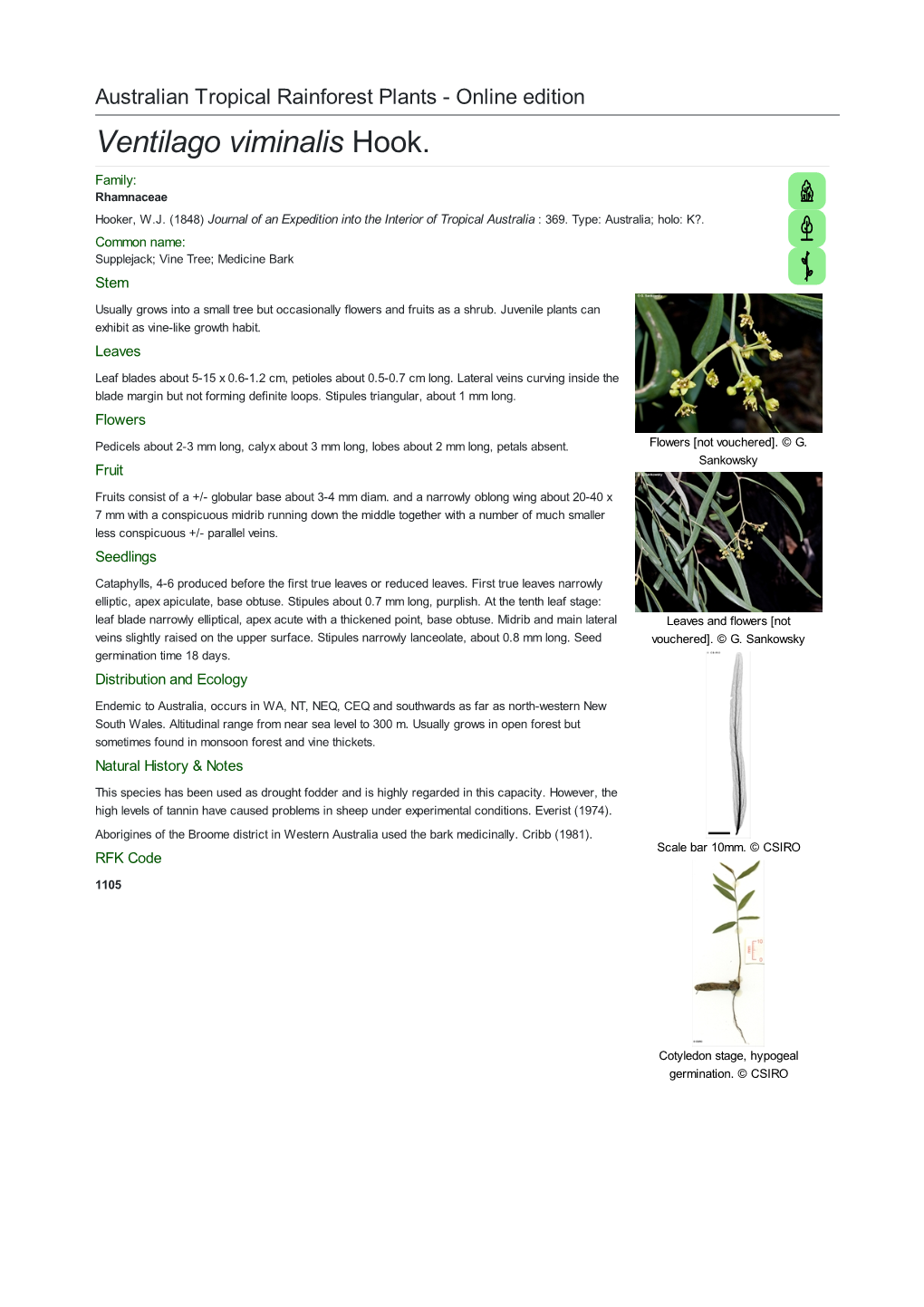 Ventilago Viminalis Hook. Family: Rhamnaceae Hooker, W.J