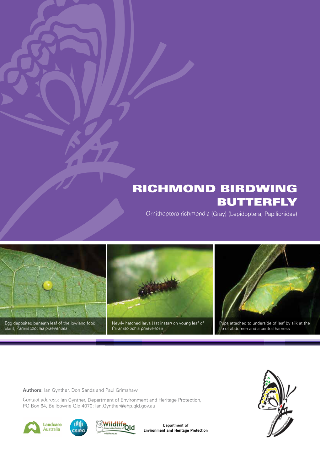 RICHMOND BIRDWING BUTTERFLY Ornithoptera Richmondia (Gray) (Lepidoptera, Papilionidae)