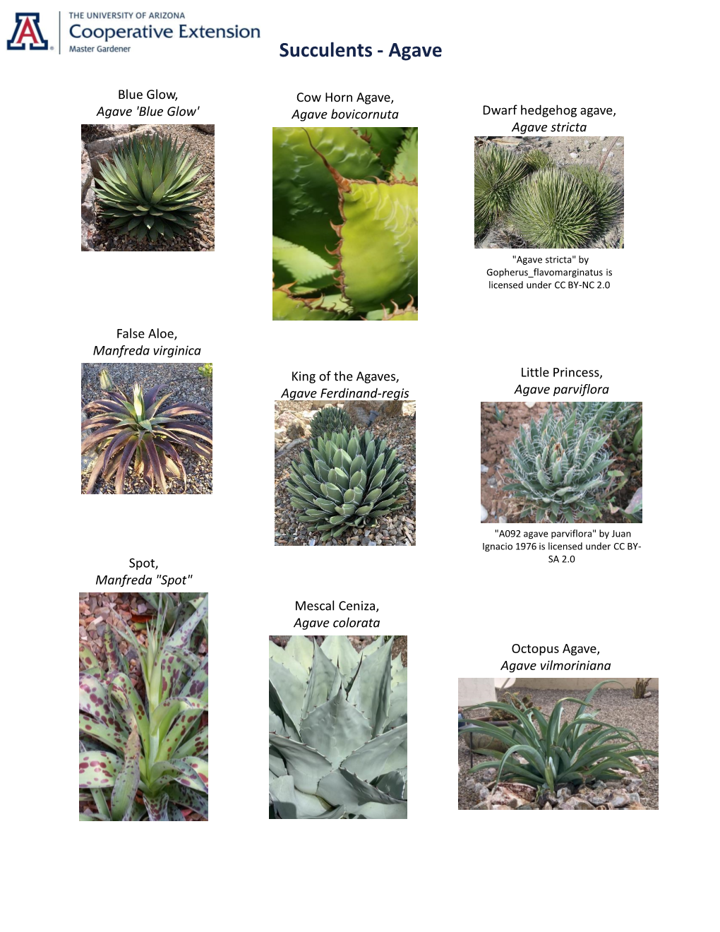 Succulents - Agave