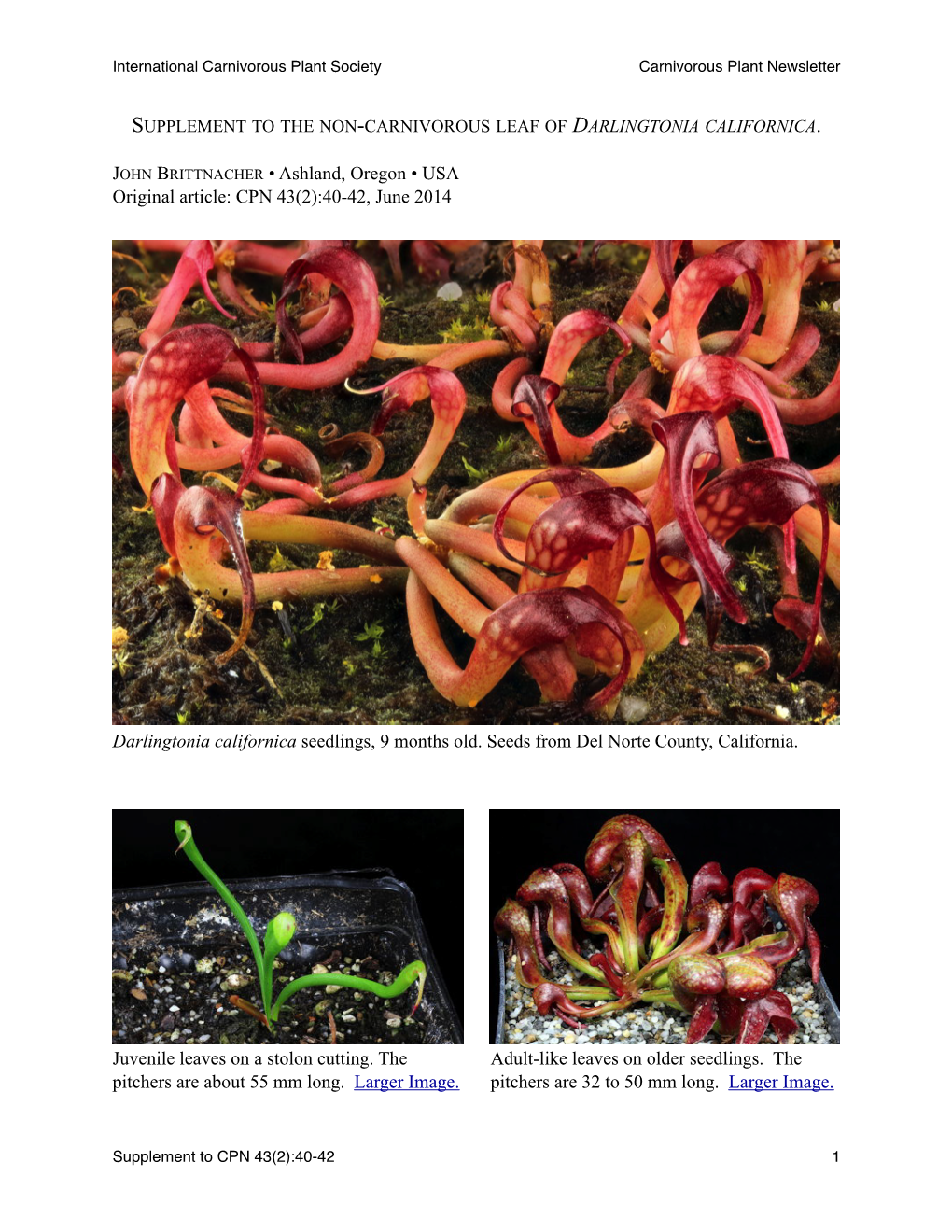 Darlingtonia Leaf Supplement.Pages