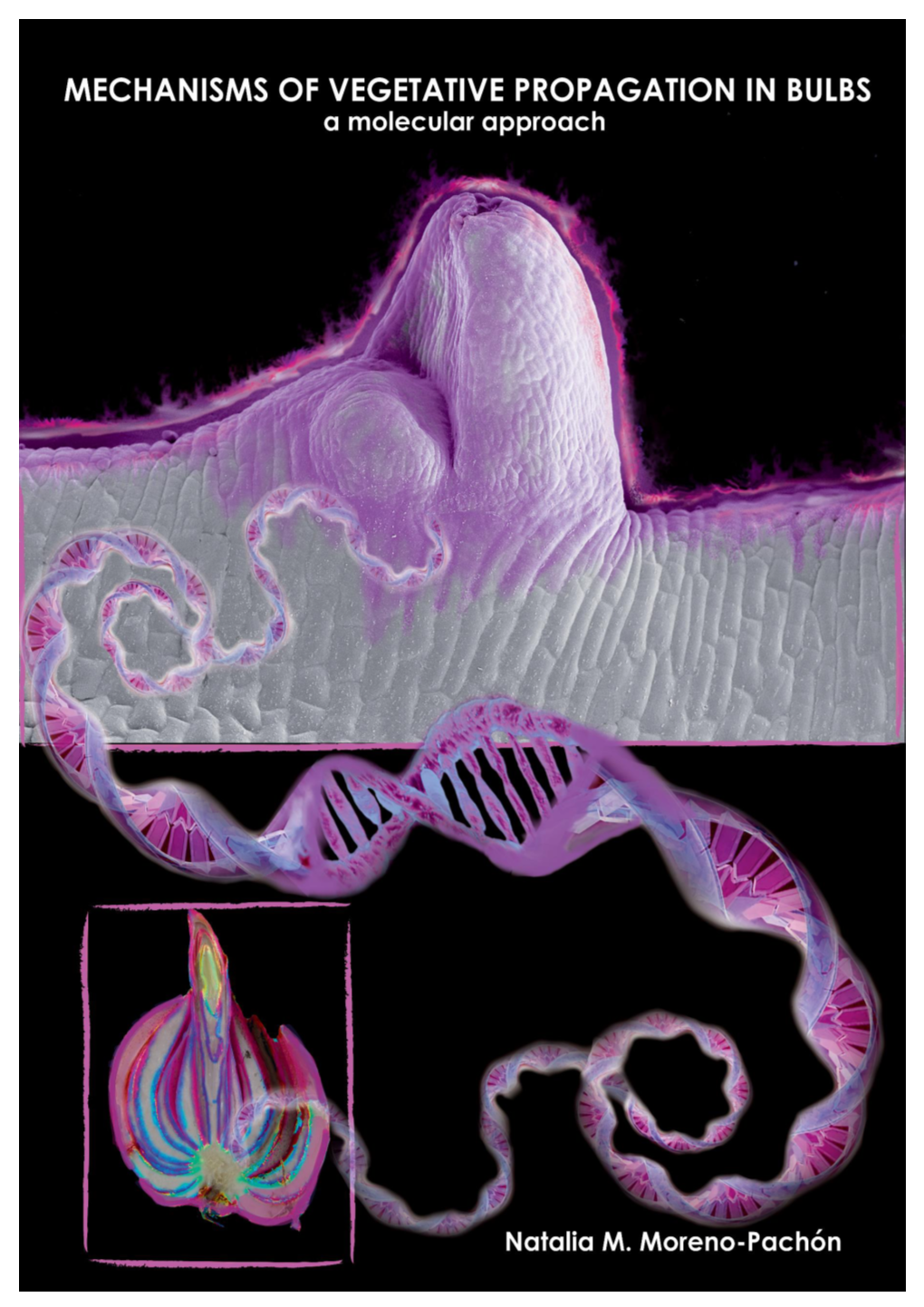 MECHANISMS of VEGETATIVE PROPAGATION in BULBS a Molecular Approach