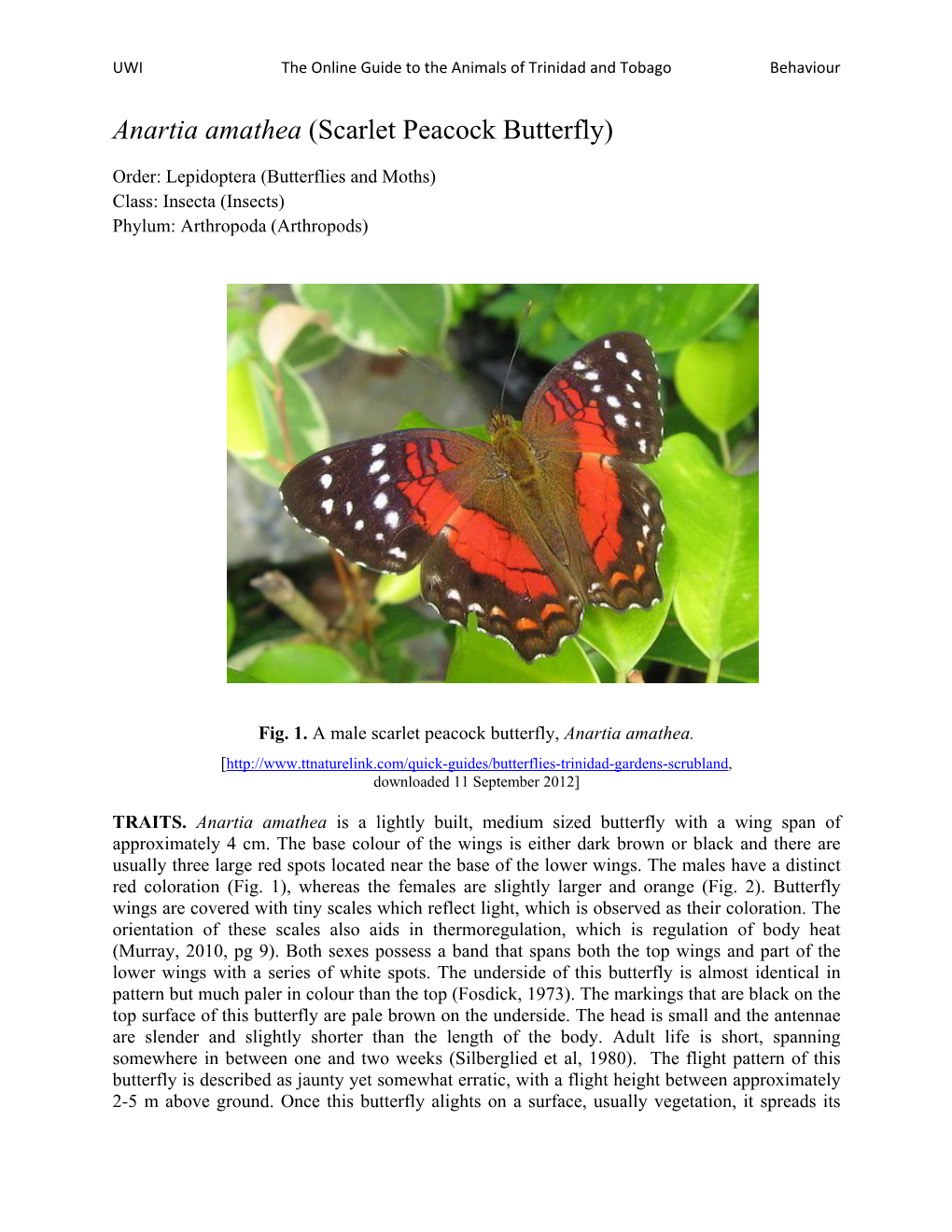 Anartia Amathea (Scarlet Peacock Butterfly)