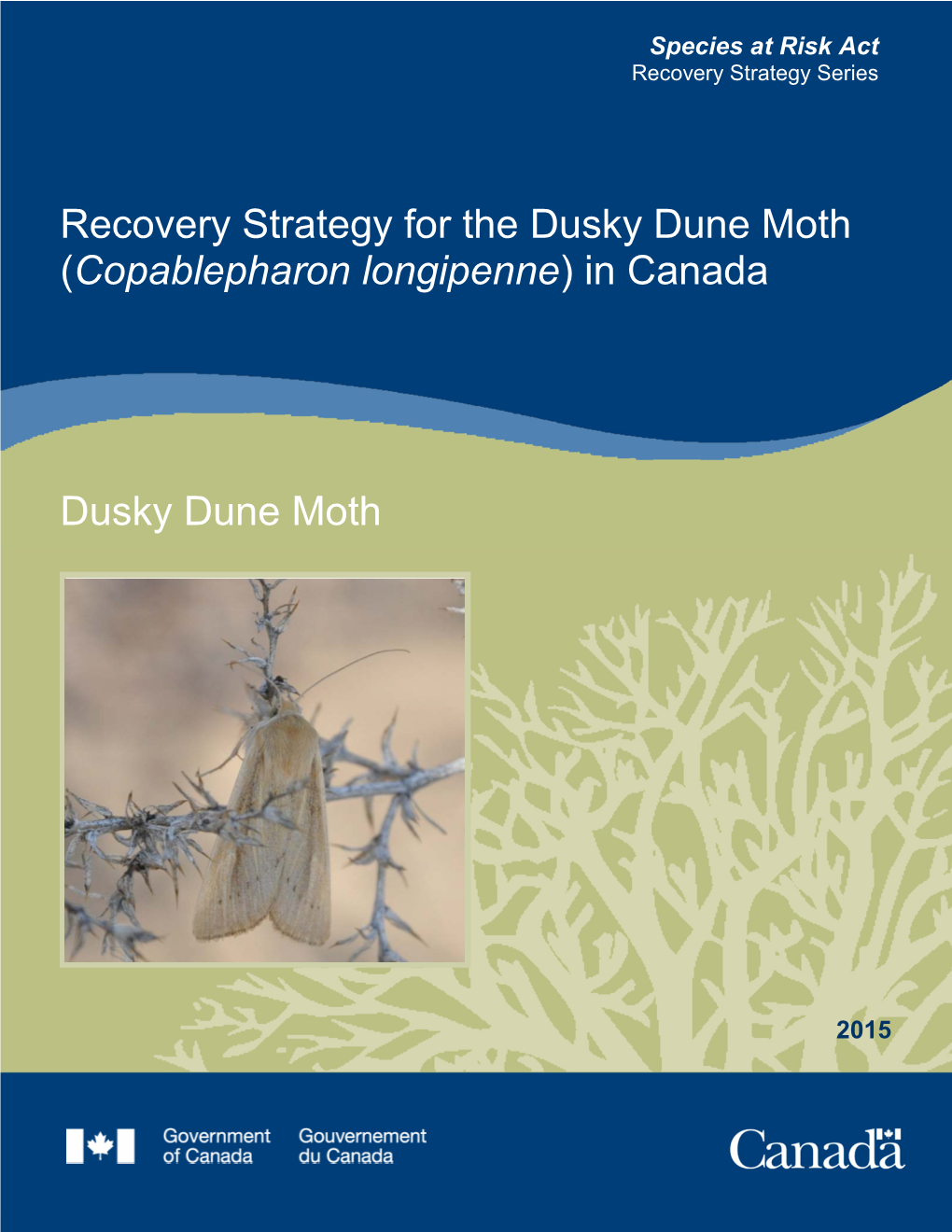 Dusky Dune Moth (Copablepharon Longipenne) in Canada