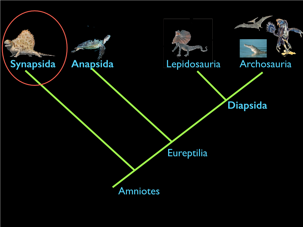 Amniotes Synapsida Diapsida Anapsida Eureptilia Lepidosauria