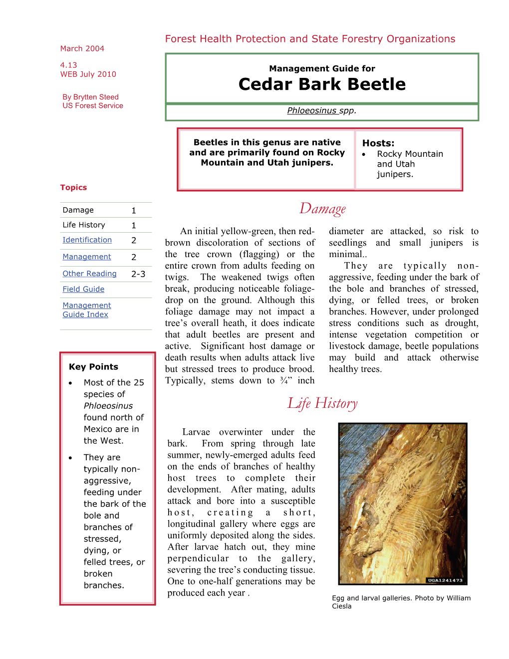 Cedar Bark Beetle by Brytten Steed US Forest Service Phloeosinus Spp