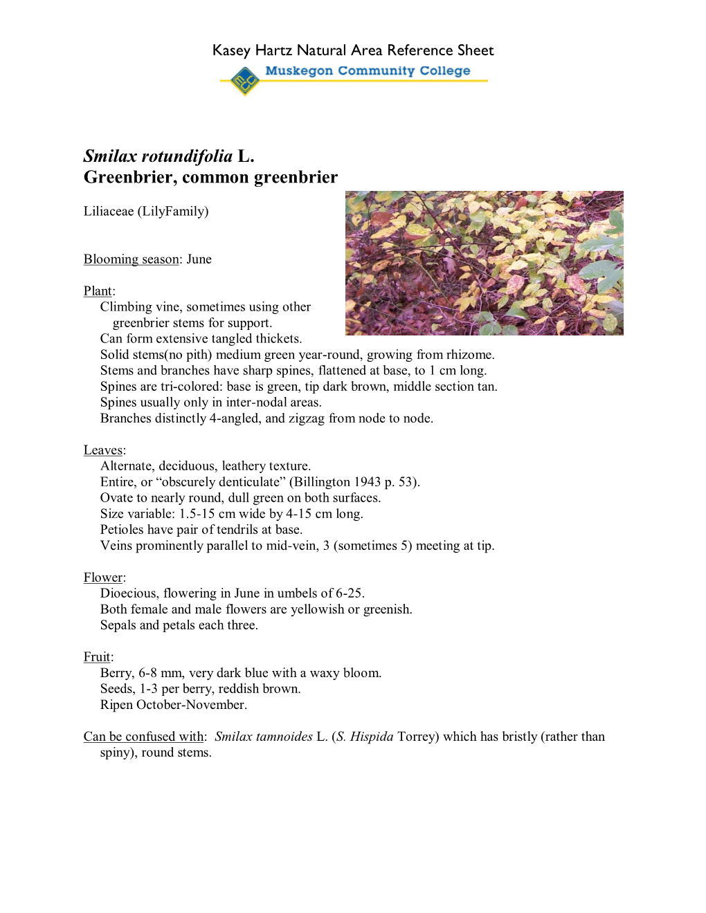Smilax Rotundifolia L. Greenbrier, Common Greenbrier
