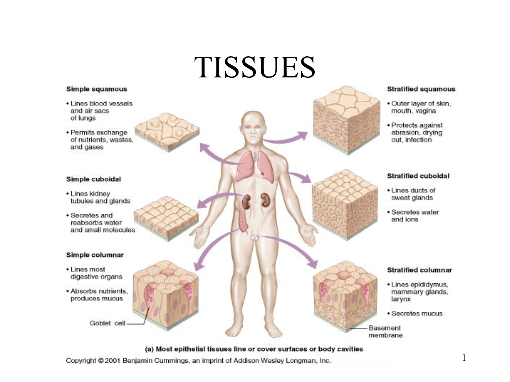 Connective Tissue Types