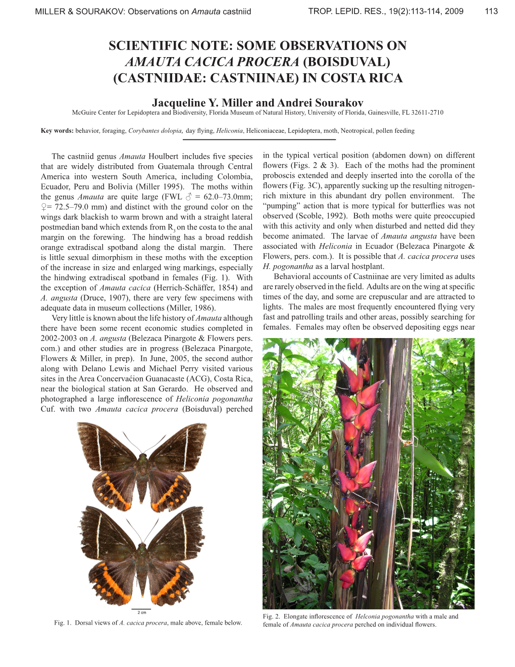 Scientific Note: Some Observations on Amauta Cacica Procera (Boisduval) (Castniidae: Castniinae) in Costa Rica