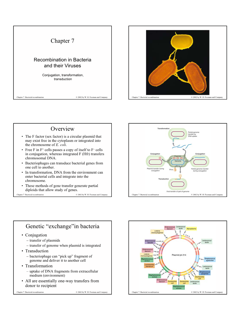 Chapter 7 Overview Genetic “Exchange”In Bacteria