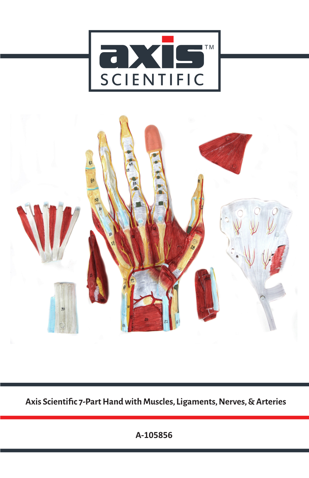 Axis Scientific 7-Part Hand with Muscles, Ligaments, Nerves, & Arteries A-105856