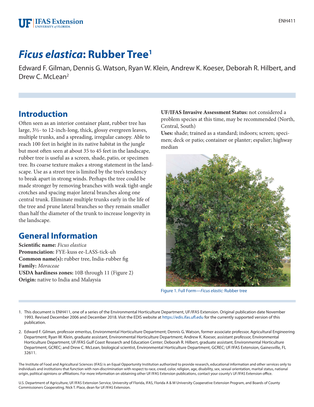 Ficus Elastica: Rubber Tree1 Edward F