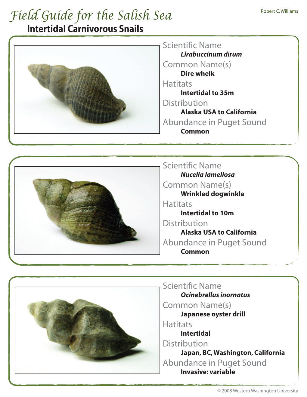 1A (Intertidal Whelks)