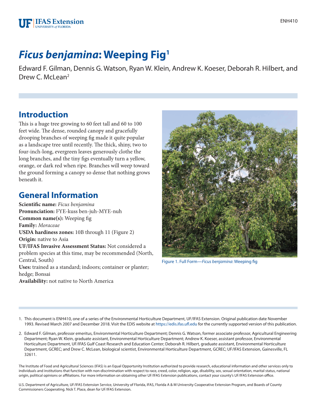 Ficus Benjamina: Weeping Fig1 Edward F