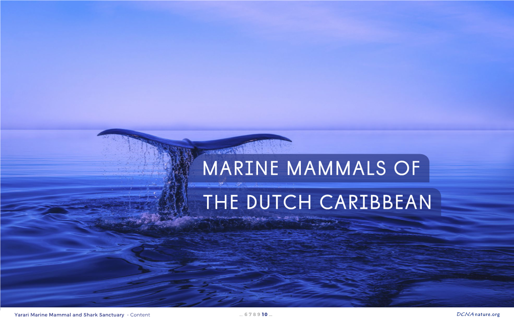 Marine Mammals of the Dutch Caribbean