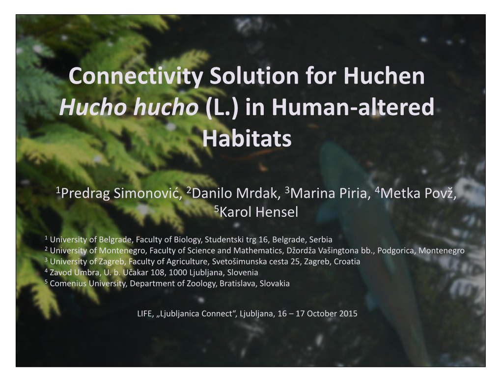 Connectivity Solution for Huchen Hucho Hucho (L.) in Human-Altered Habitats