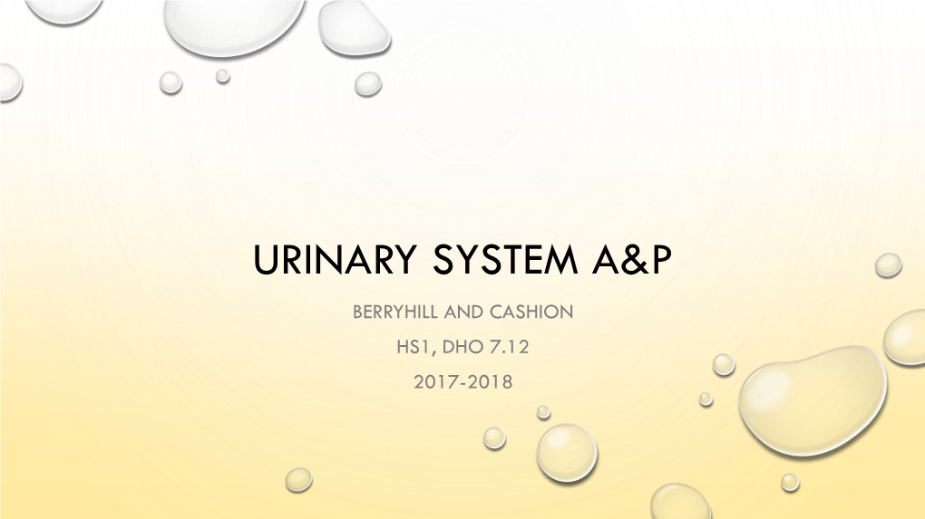 Urinary System A&P