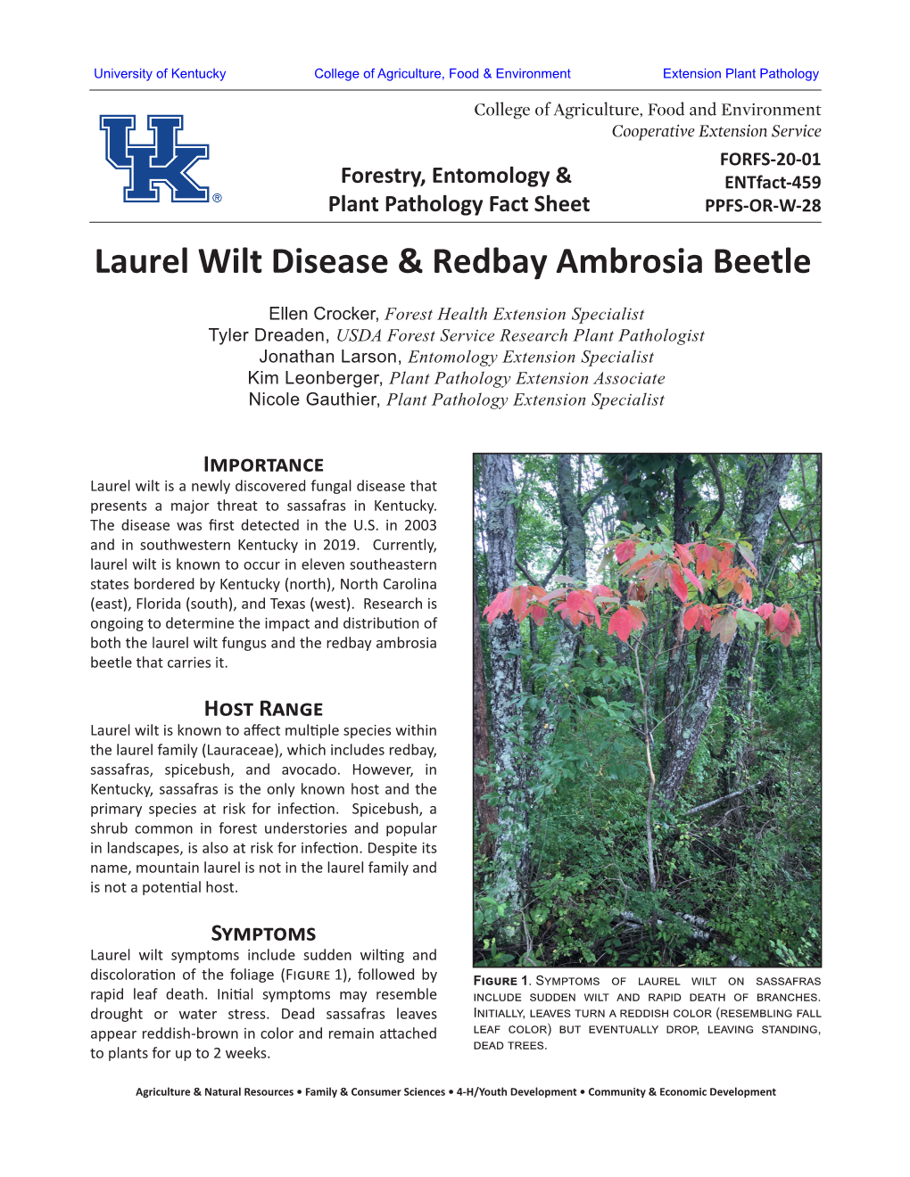 Laurel Wilt Disease & Redbay Ambrosia Beetle