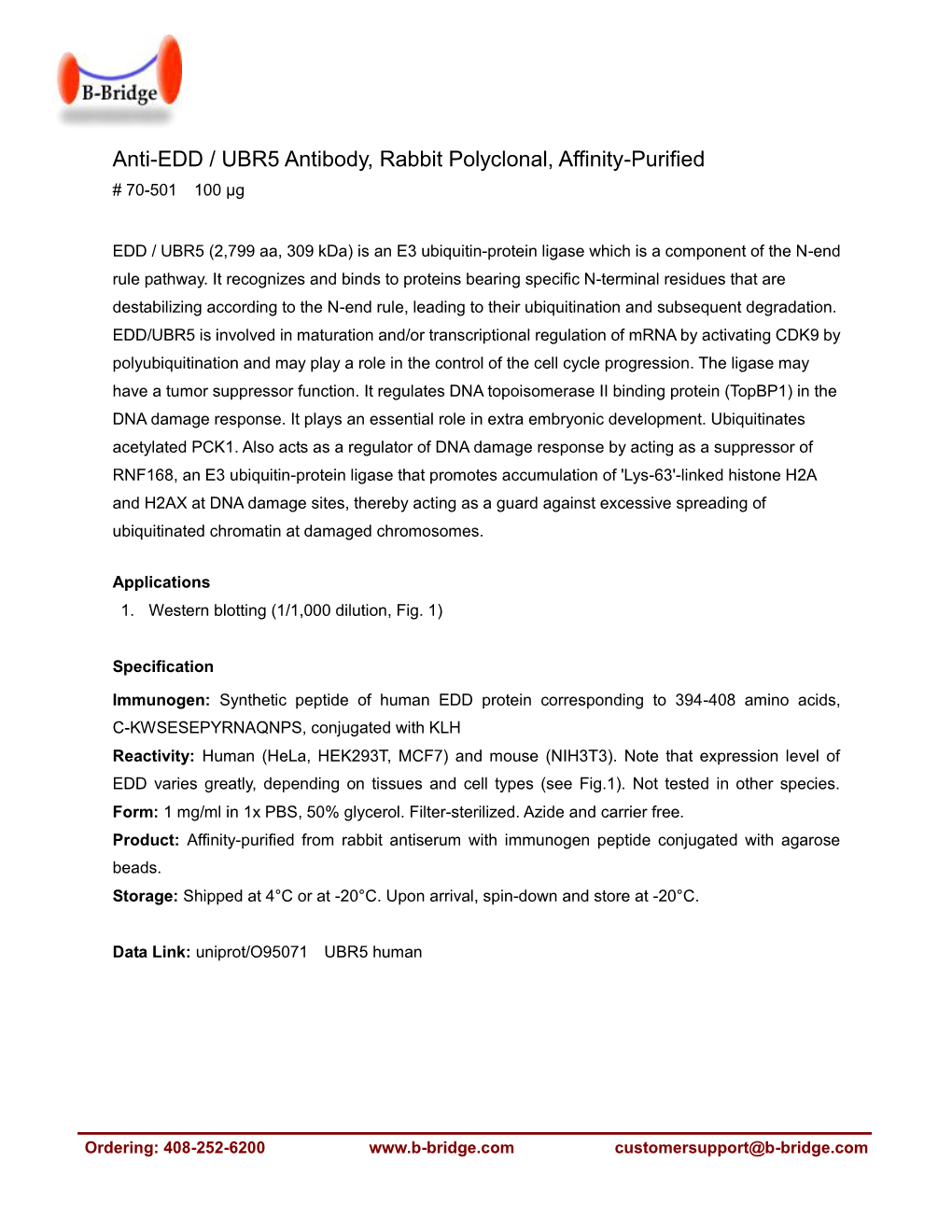 Anti-EDD / UBR5 Antibody, Rabbit Polyclonal, Affinity-Purified # 70-501 100 Μg