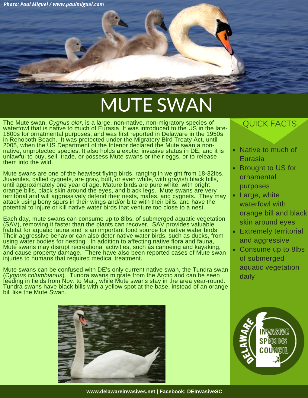 MUTE SWAN the Mute Swan, Cygnus Olor, Is a Large, Non-Native, Non-Migratory Species of Waterfowl That Is Native to Much of Eurasia