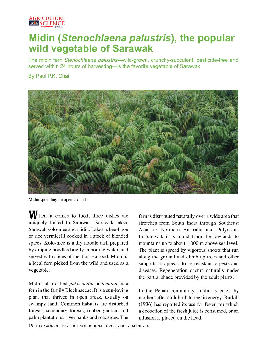 Midin (Stenochlaena Palustris), the Popular Wild Vegetable of Sarawak
