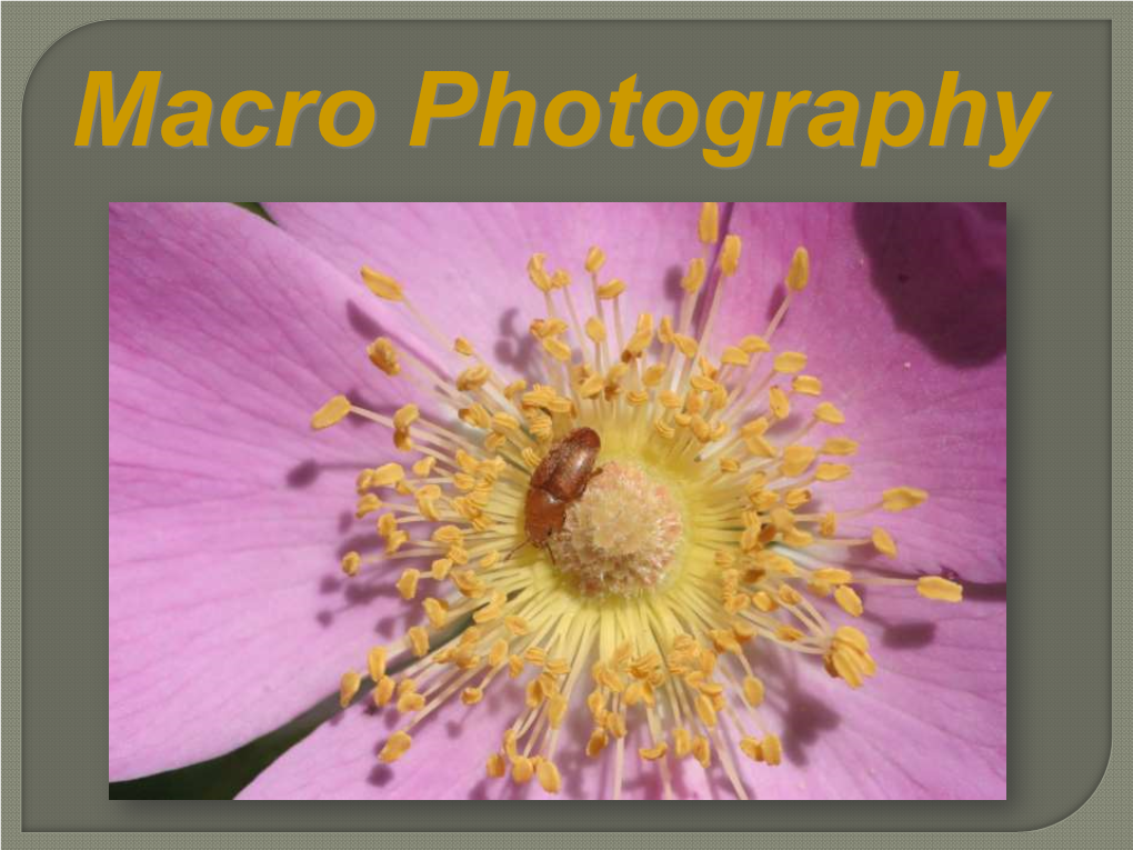Macro Photography What Is Macro Photography? the Ability to Produce an Image That Is As Big on Your Digital Sensor As It Is in Real Life