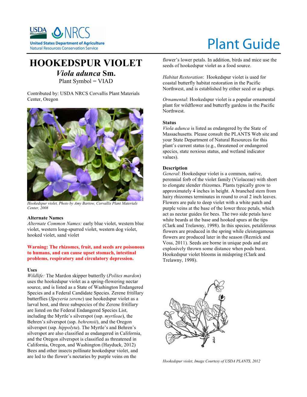 Hookedspur Violet (Viola Adunca) Plant Guide