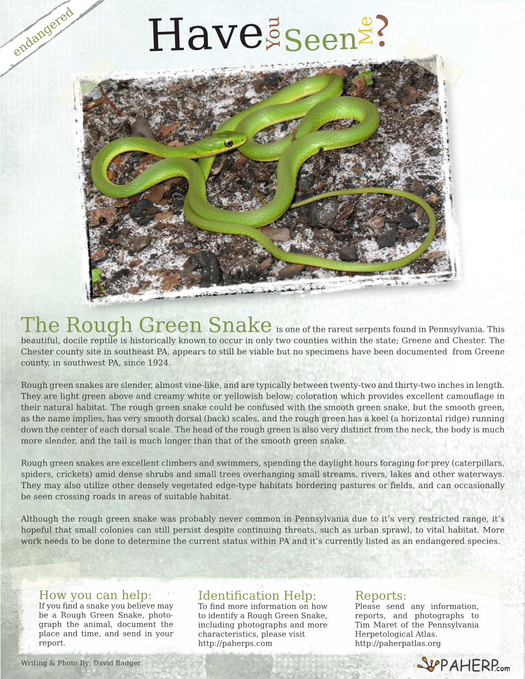 Rough Green Snake Is One of the Rarest Serpents Found in Pennsylvania