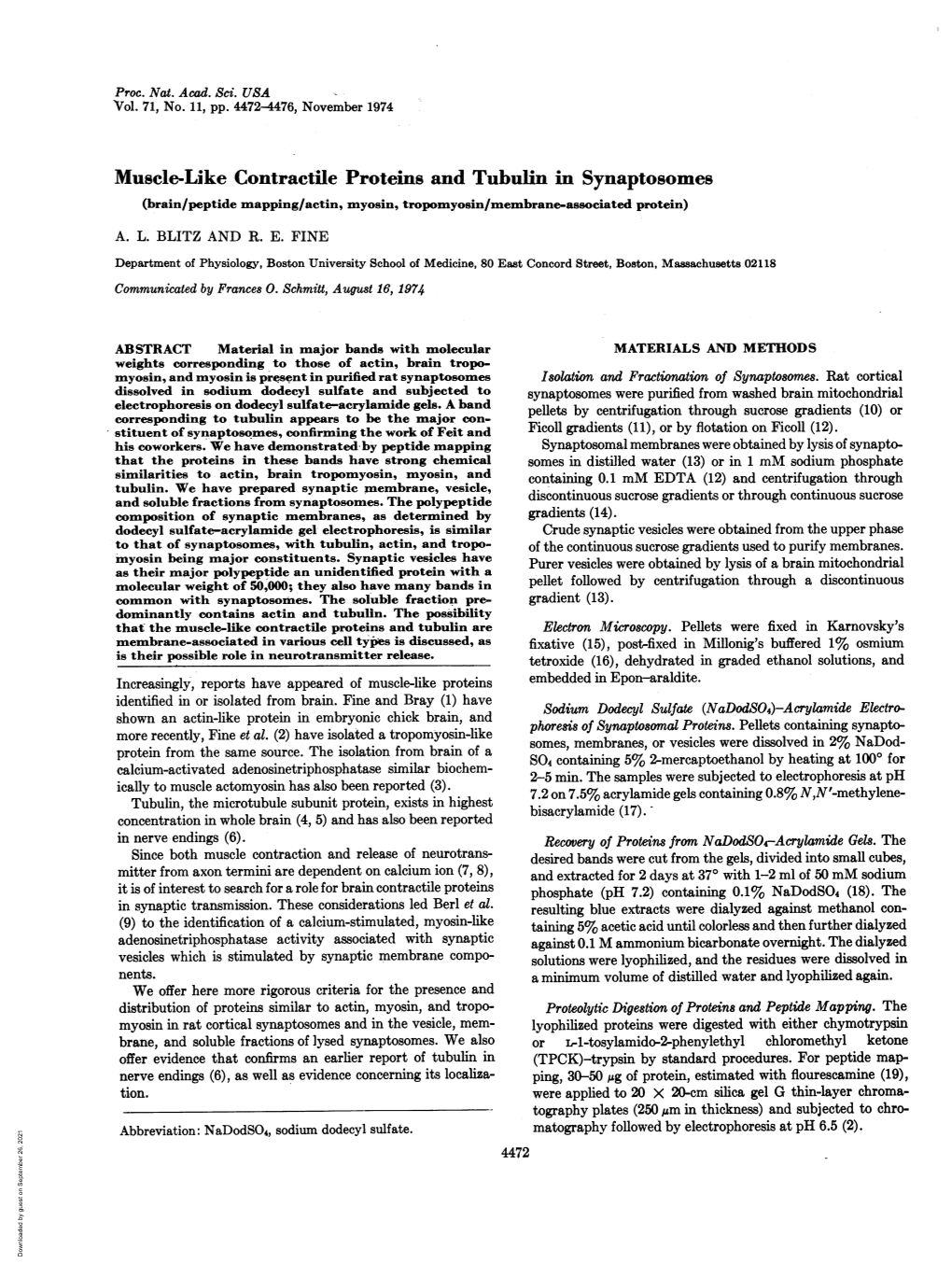 Muscle-Like Contractile Proteins and Tubulin in Synaptosomes (Brain/Peptide Mapping/Actin, Myosin, Tropomyosin/Membrane-Associated Protein) A