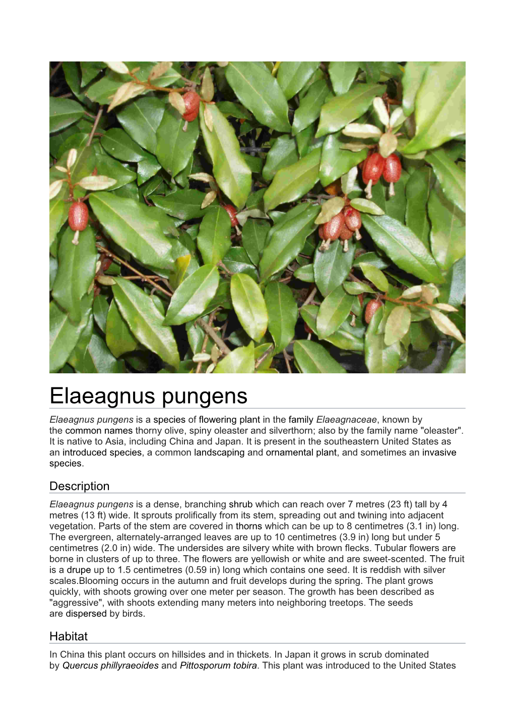 Elaeagnus Pungens