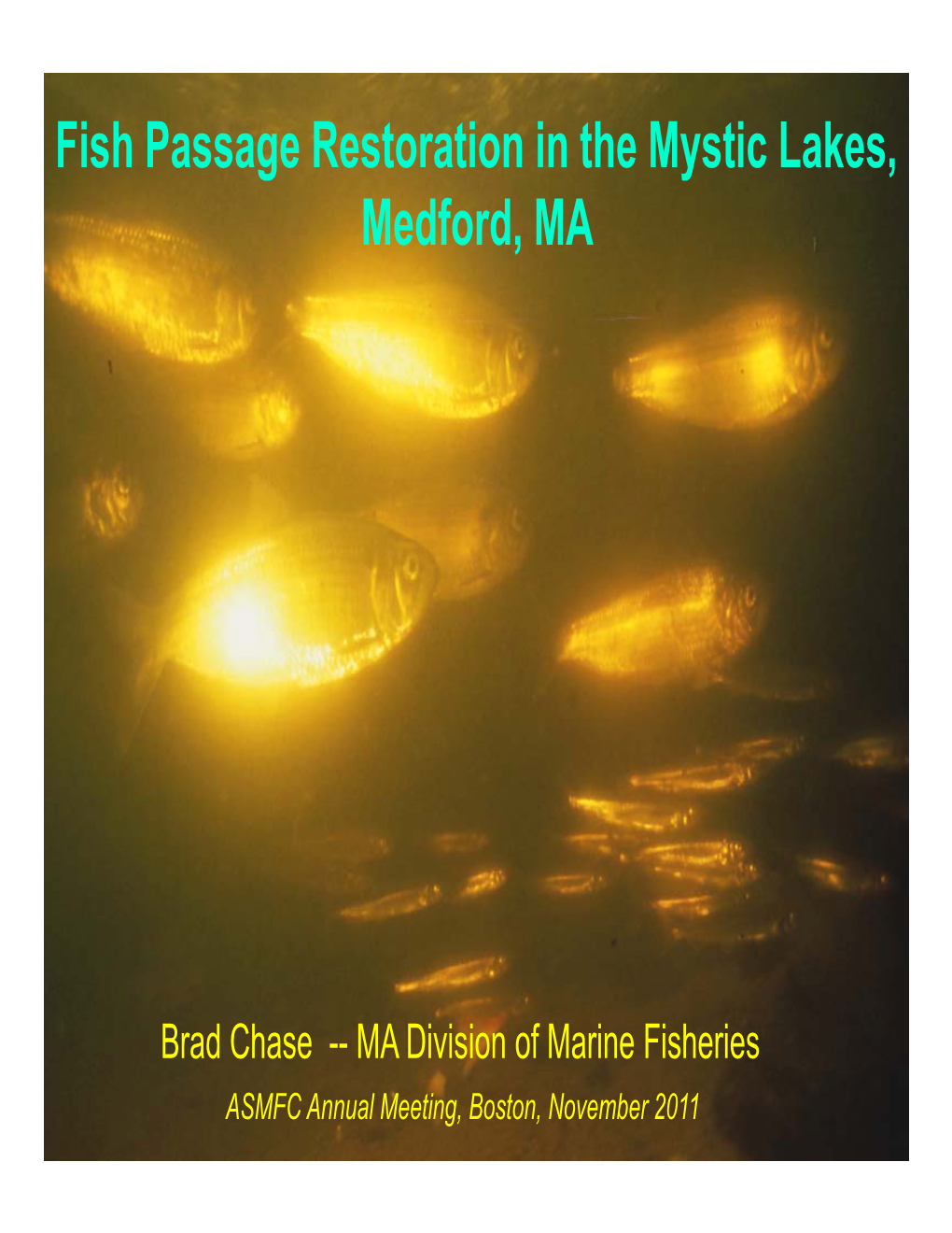 Fish Passage Restoration in the Mystic Lakes, Medford MA Medford