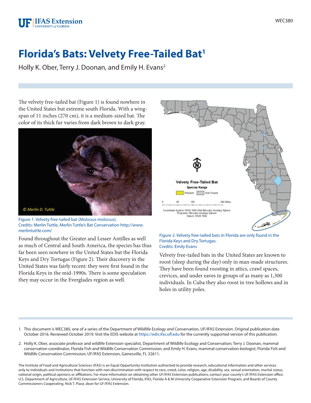 Florida's Bats: Velvety Free-Tailed Bat1
