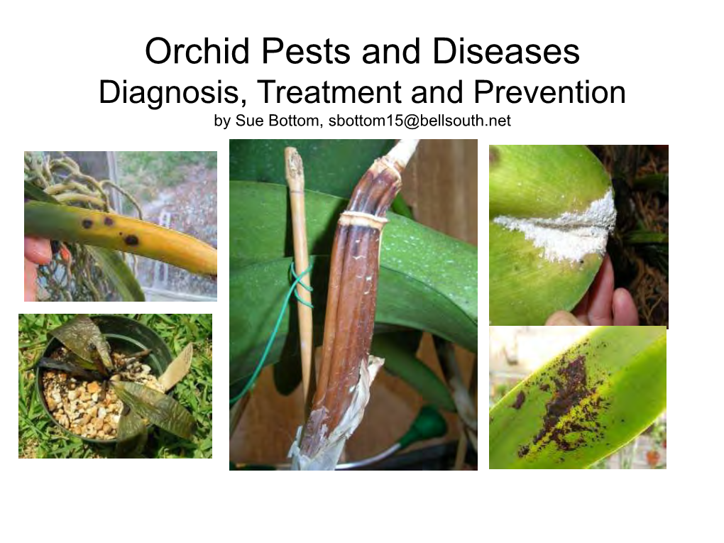 Orchid Pests and Diseases Diagnosis, Treatment and Prevention by Sue Bottom, Sbottom15@Bellsouth.Net Common Orchid Pests