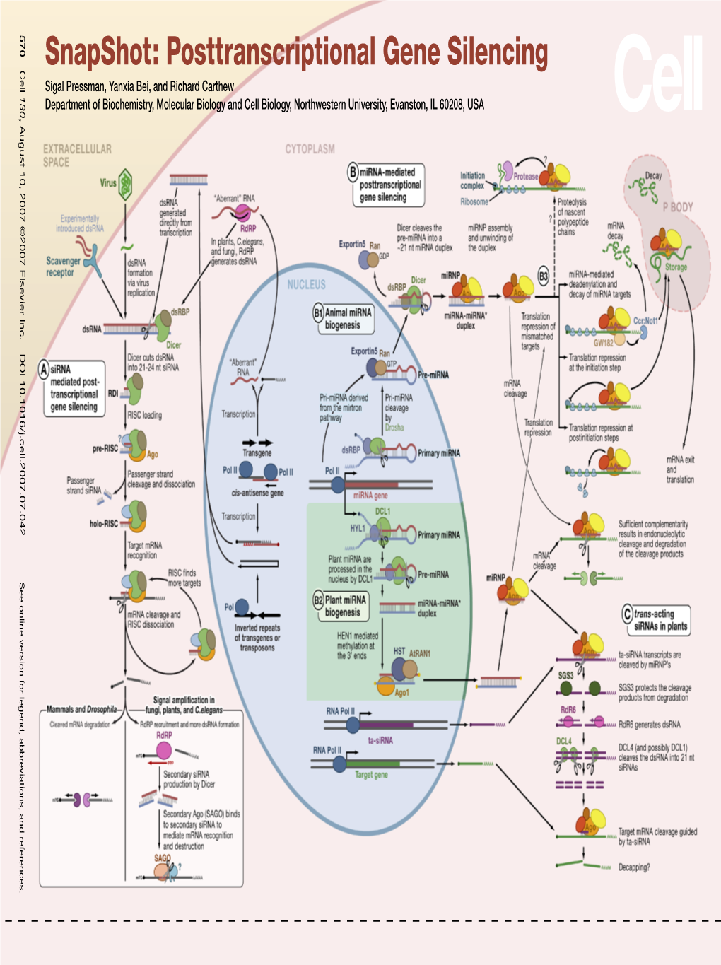 Snapshot: Posttranscriptional Gene Silencing