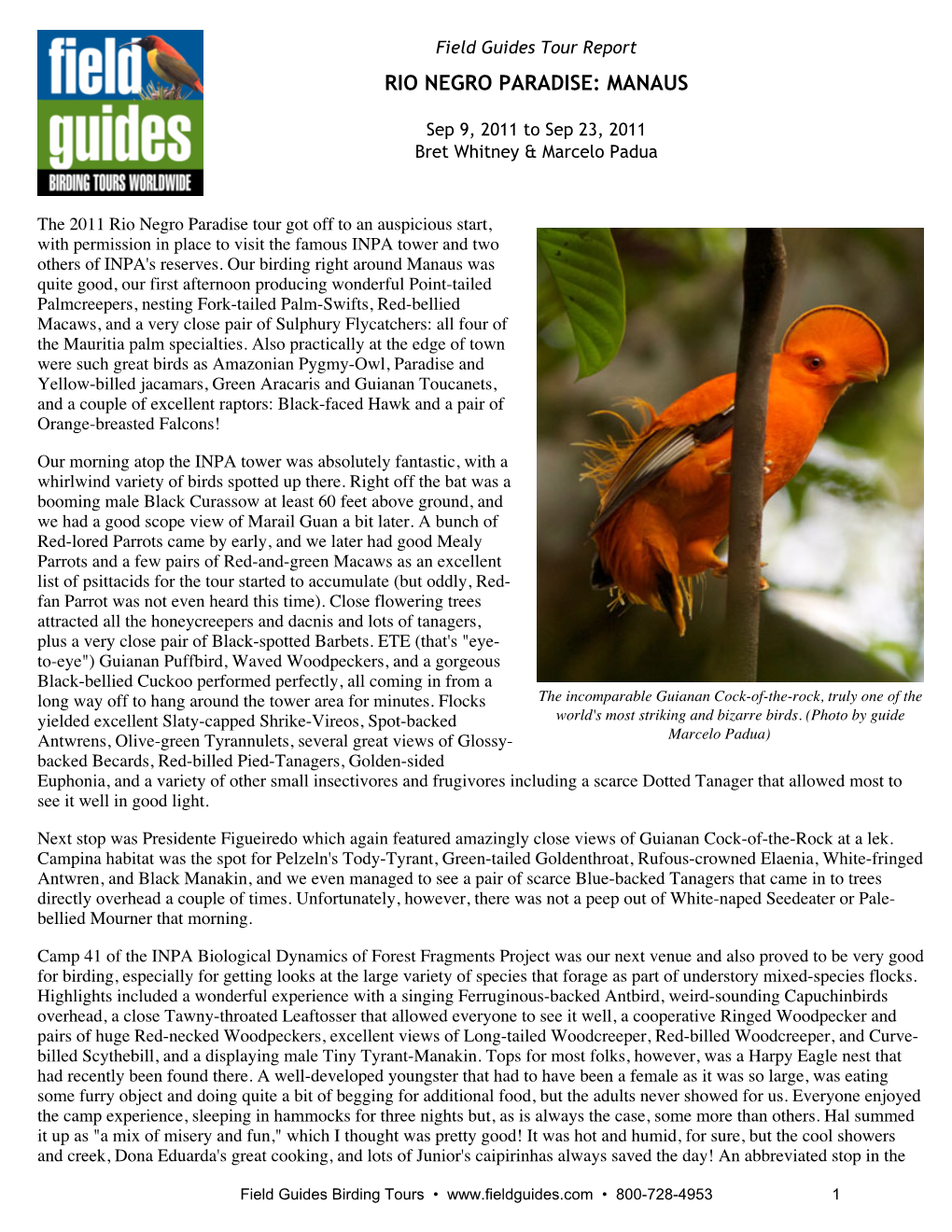 Field Guides Birding Tours: Rio Negro Paradise: Manaus