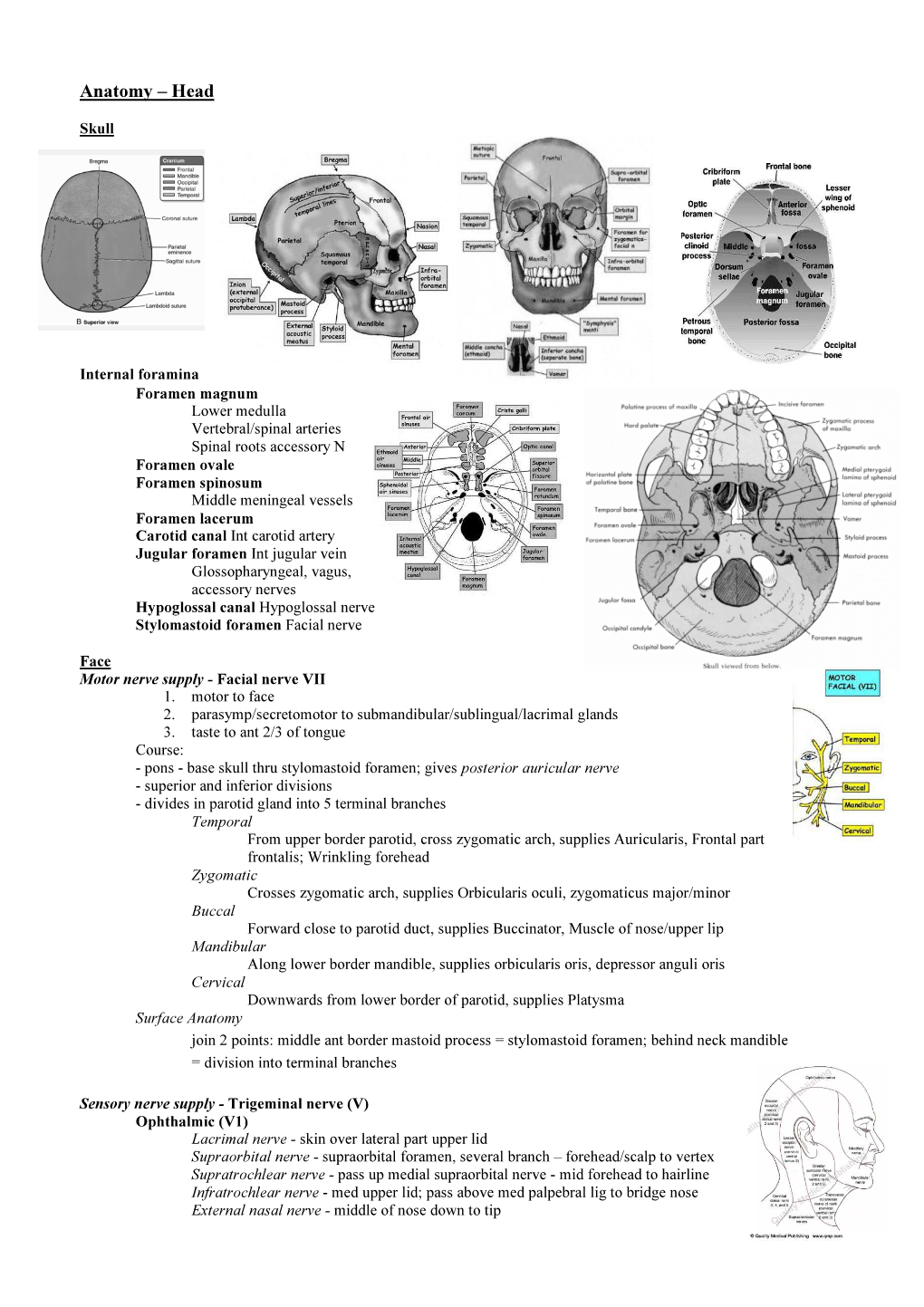 Anatomy – Head