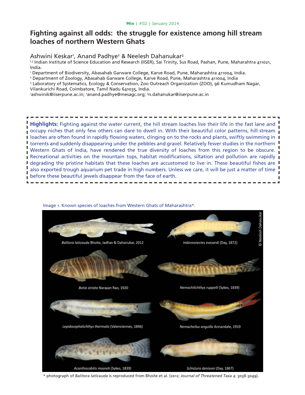 Fighting Against All Odds: the Struggle for Existence Among Hill Stream Loaches of Northern Western Ghats