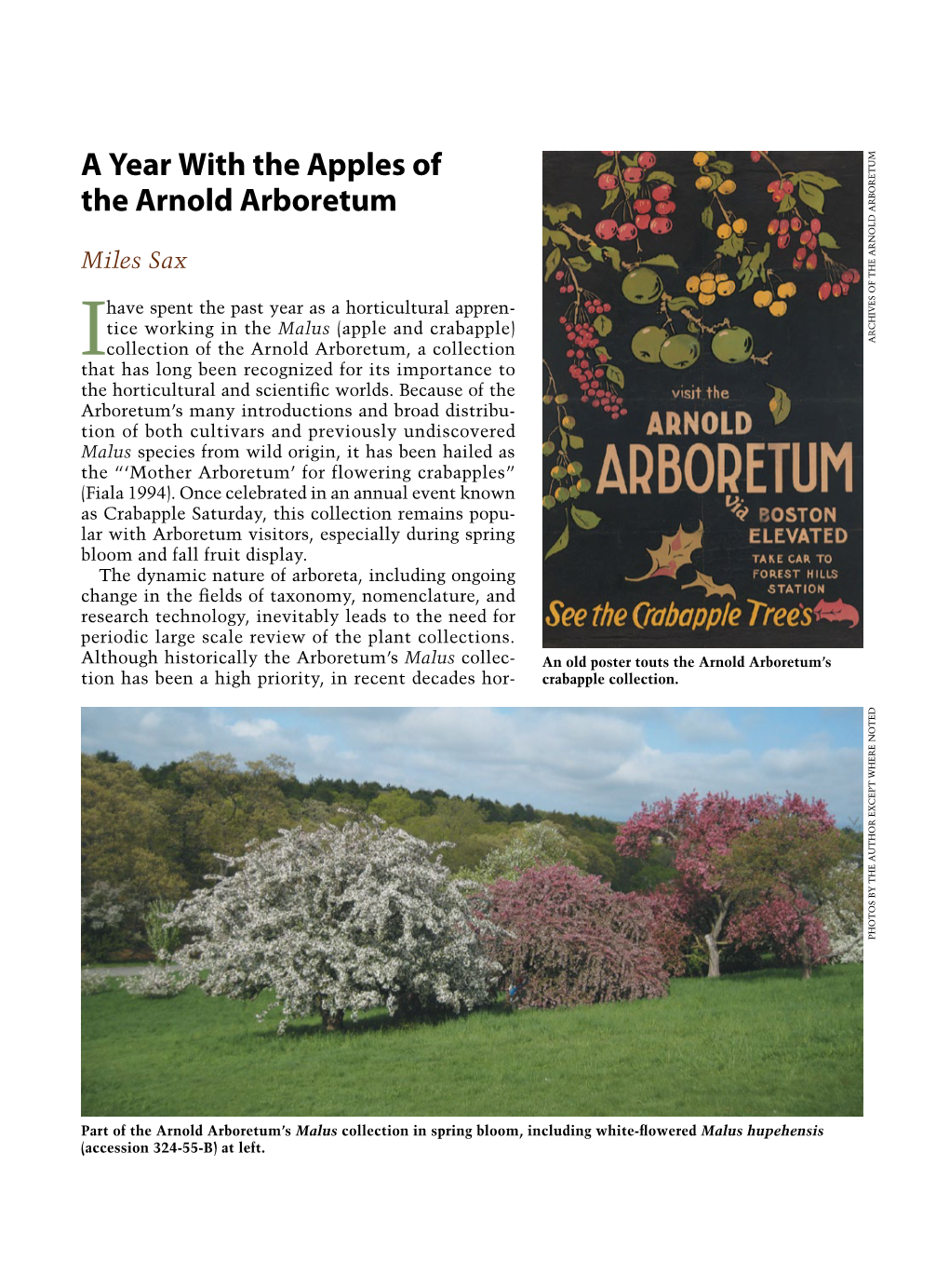 A Year with the Apples of the Arnold Arboretum