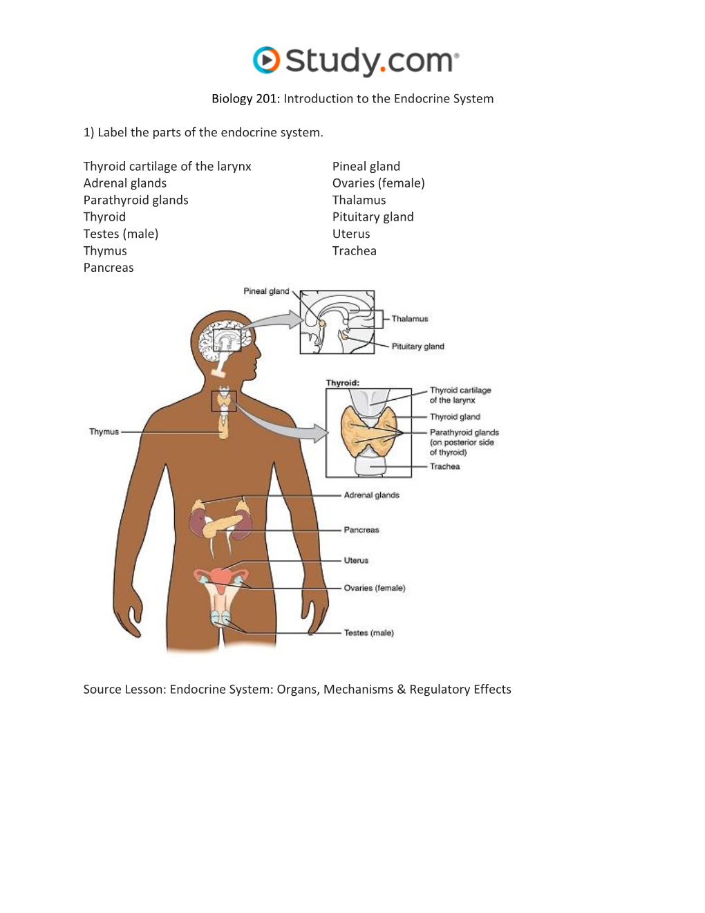 Endocrine System Visual Worksheet