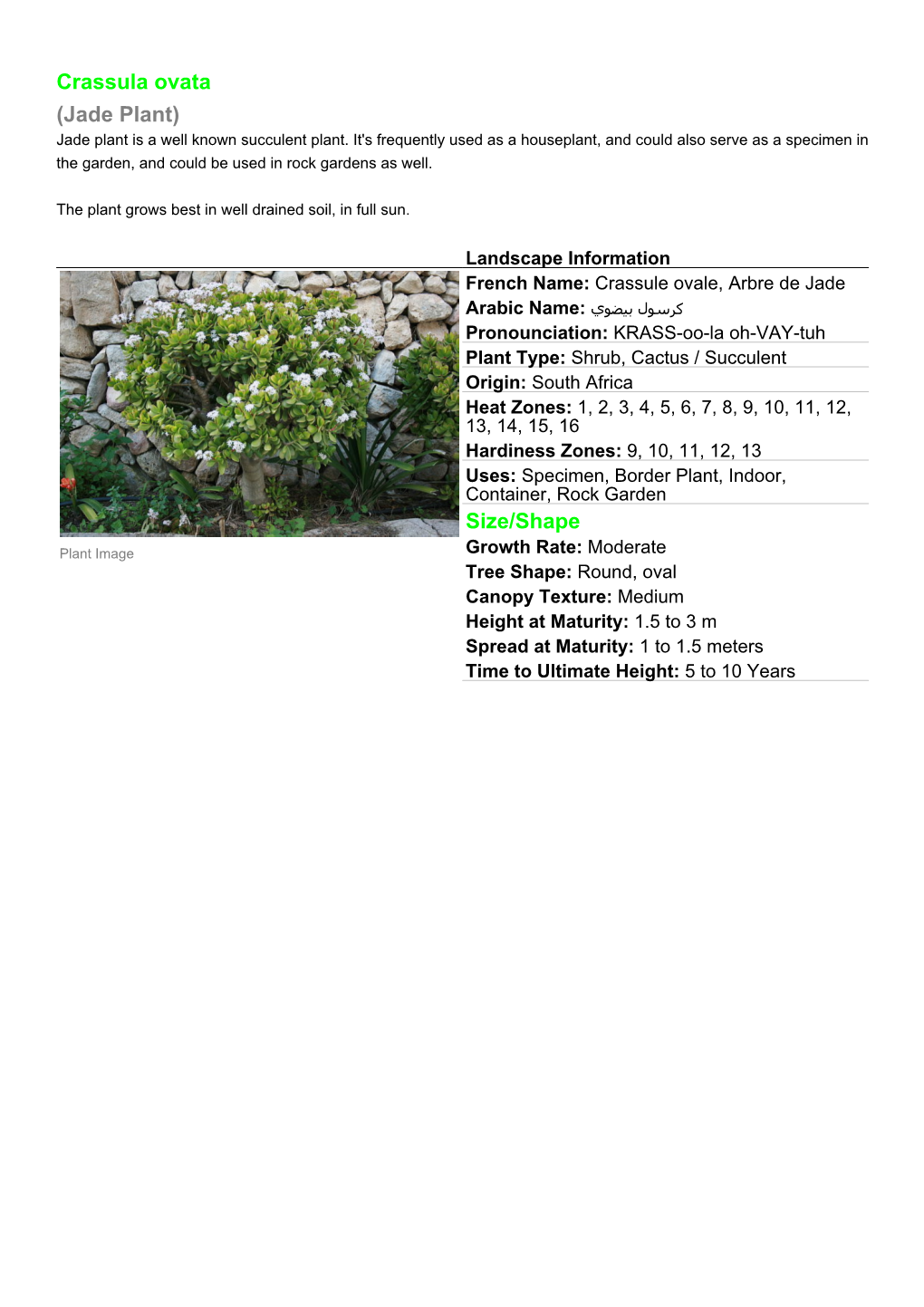 Crassula Ovata (Jade Plant) Jade Plant Is a Well Known Succulent Plant