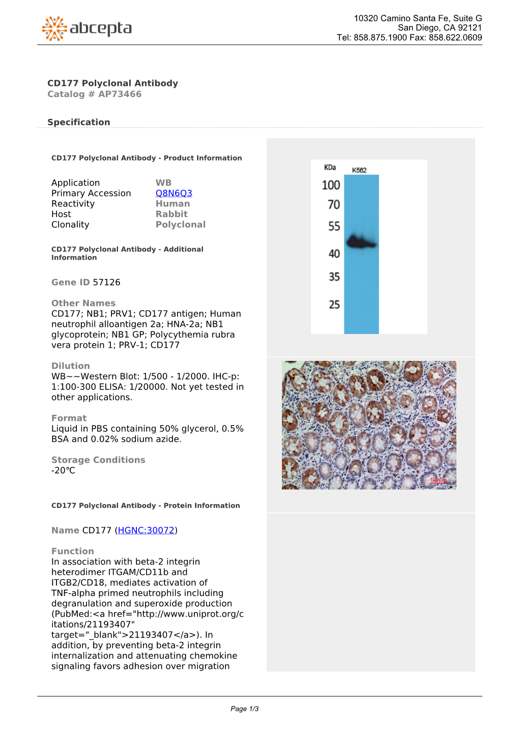 CD177 Polyclonal Antibody Catalog # AP73466