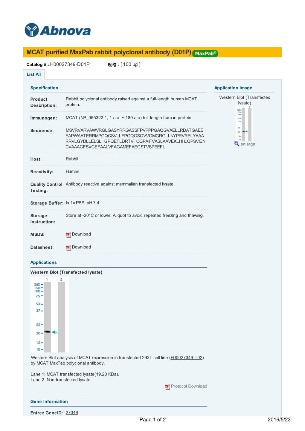 MCAT Purified Maxpab Rabbit Polyclonal Antibody (D01P)