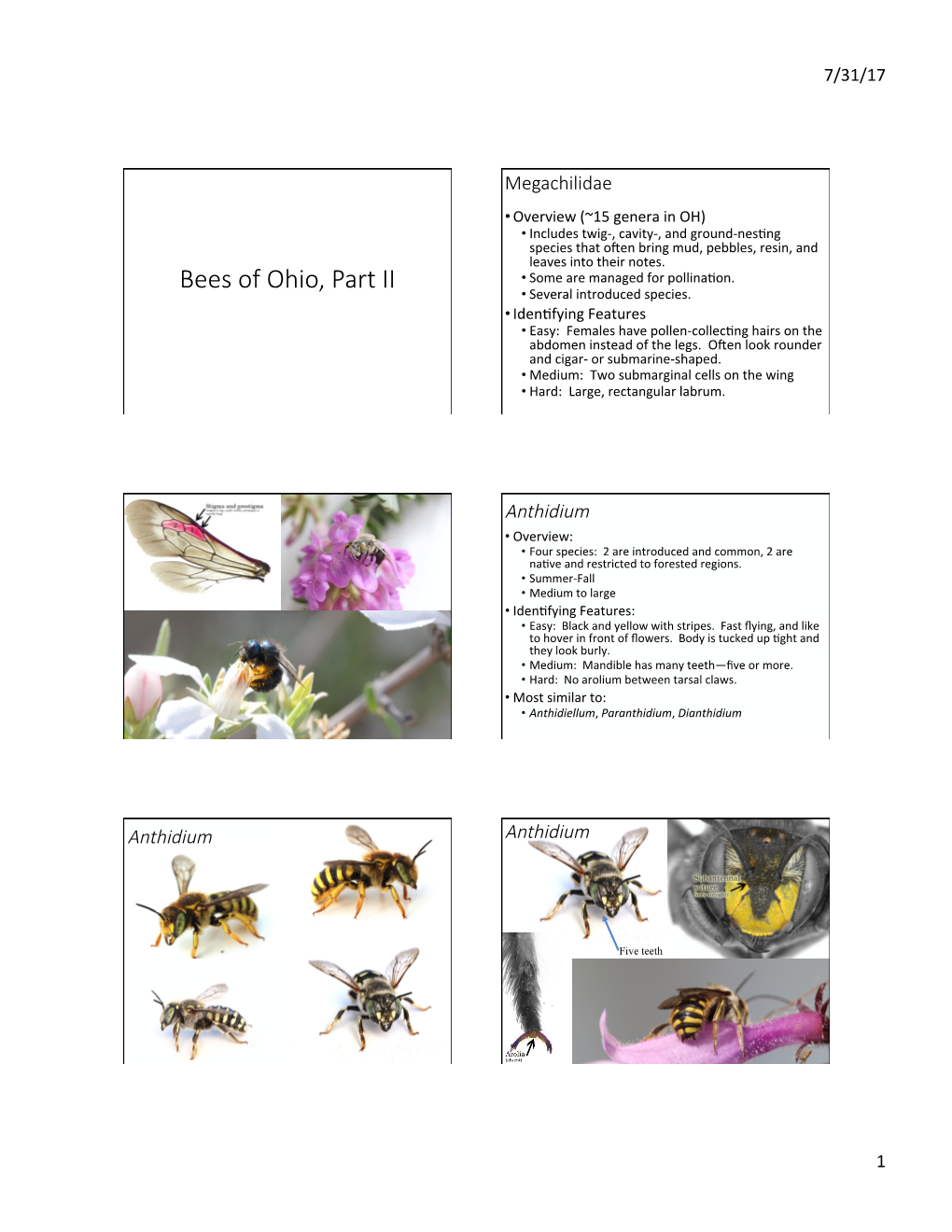 OHIO Bee ID Part2 Small.Pptx