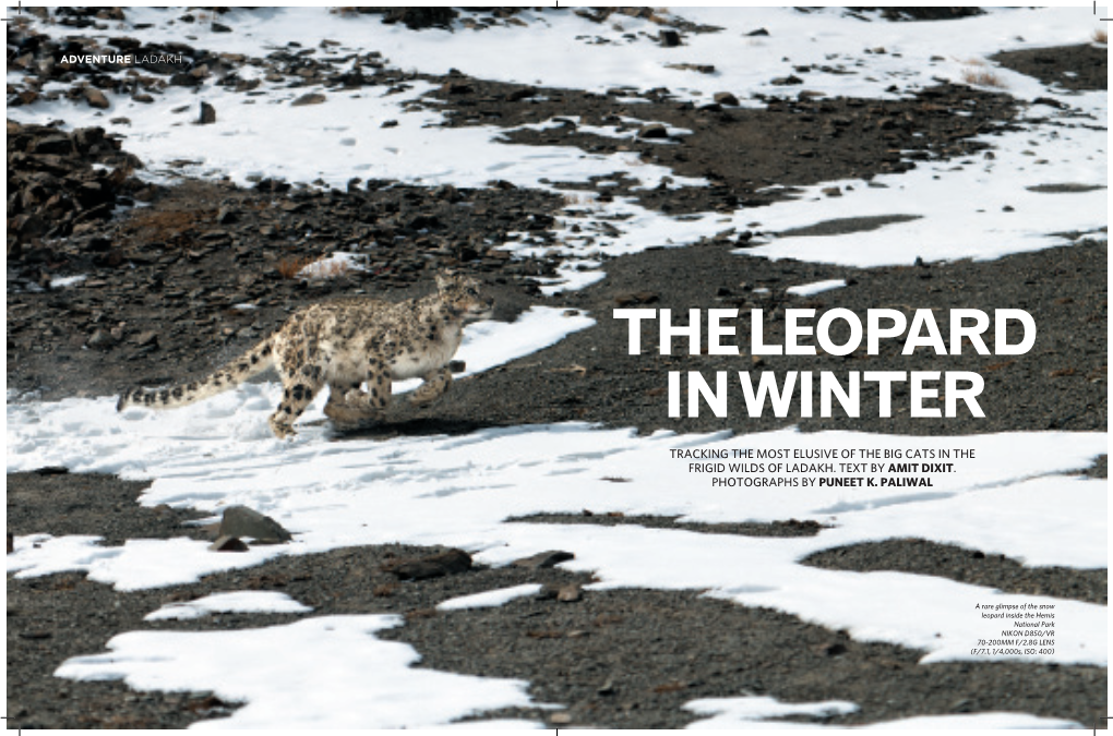 Tracking the Most Elusive of the Big Cats in the Frigid Wilds of Ladakh