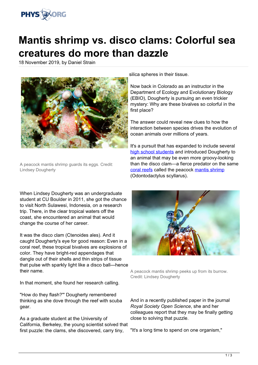 Mantis Shrimp Vs. Disco Clams: Colorful Sea Creatures Do More Than Dazzle 18 November 2019, by Daniel Strain